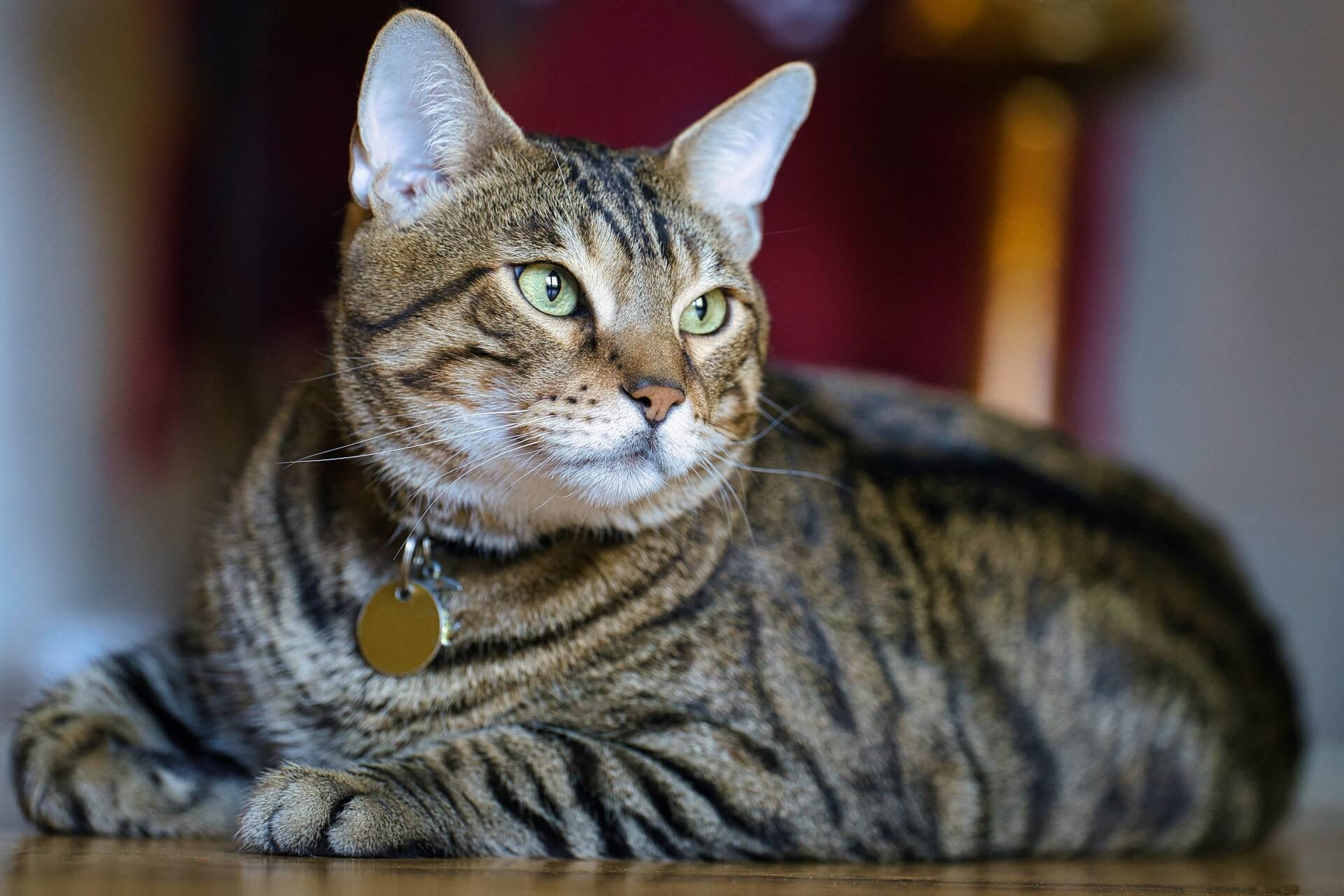 A relaxed tabby cat with striking green eyes lies on a wooden floor.