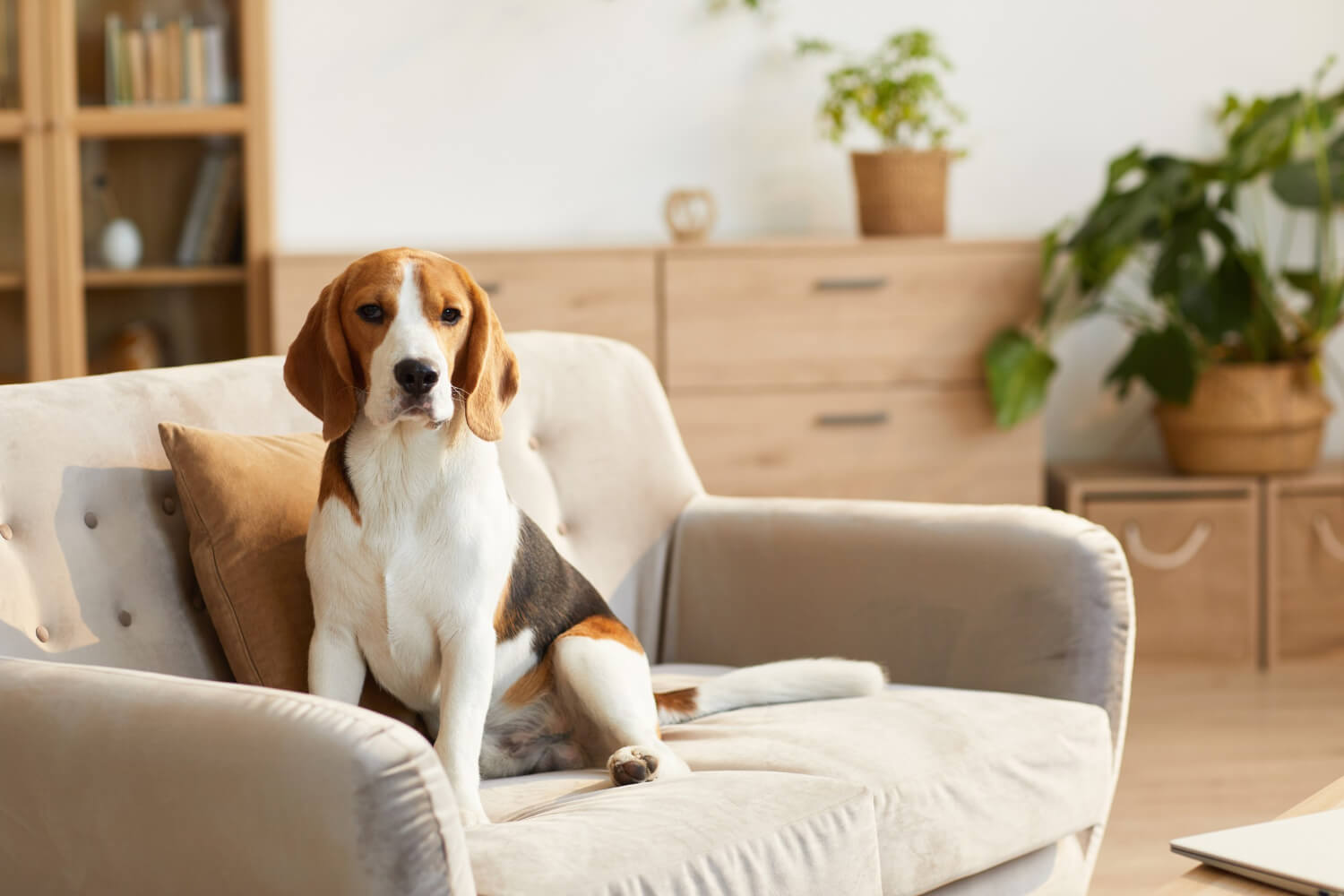 A beagle sits on a beige sofa in a cozy living room, surrounded by wooden furniture and green potted plants.