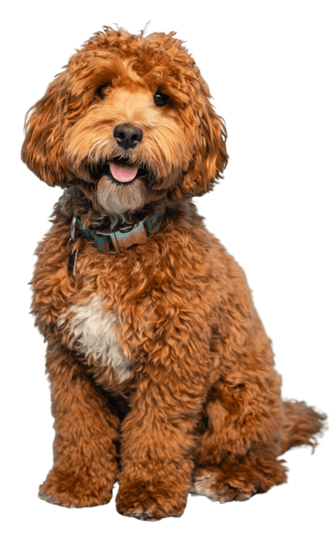 happy dog wearing blue collar