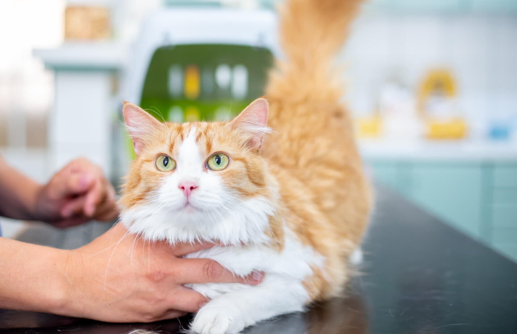 A woman in a blue uniform holds a fluffy, wide-eyed cat over her shoulder.