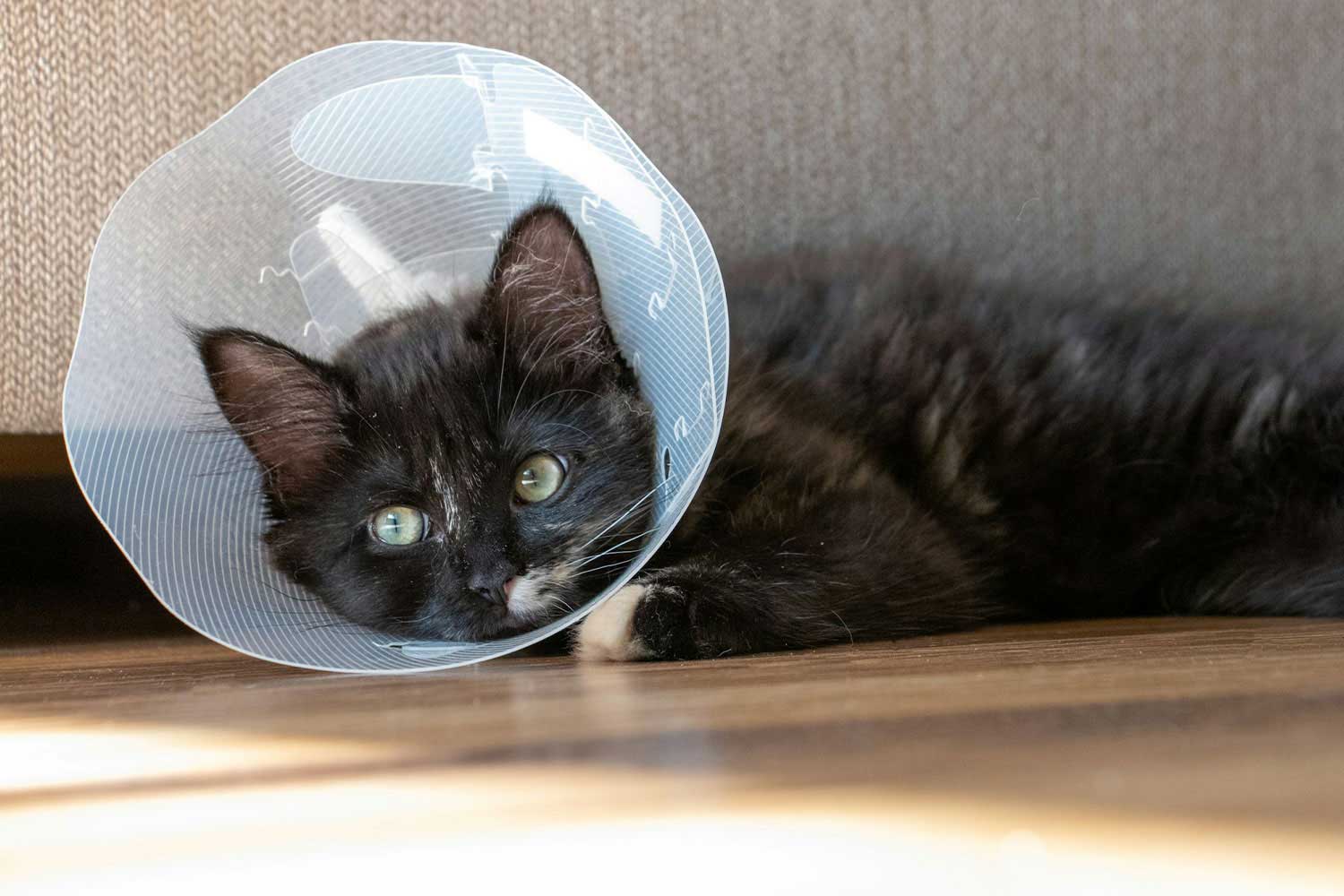 Black kitten in recovery cone