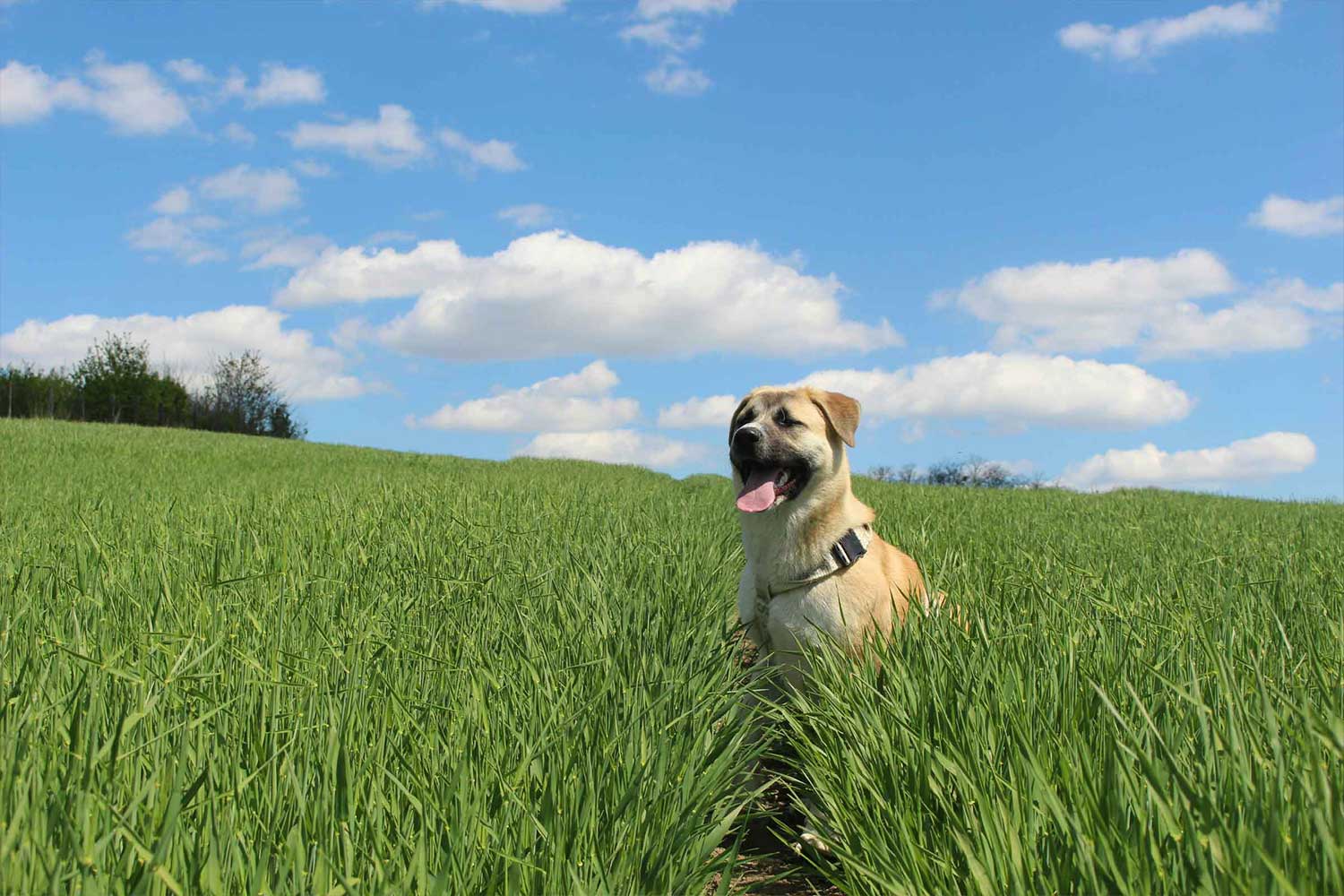 dog laying in grass