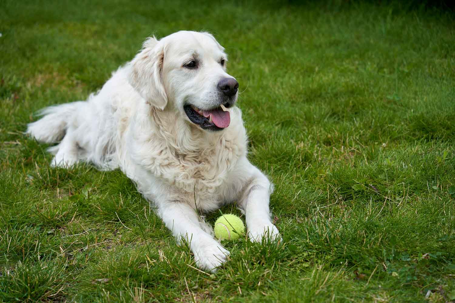 Golden Retriever guarding tennis ball outdoors