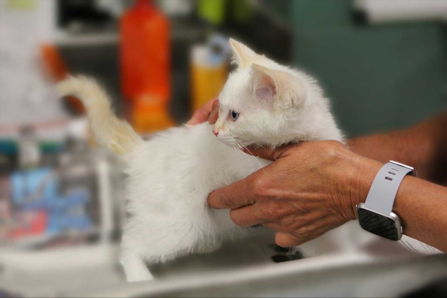 Person holding white fluffy kitten