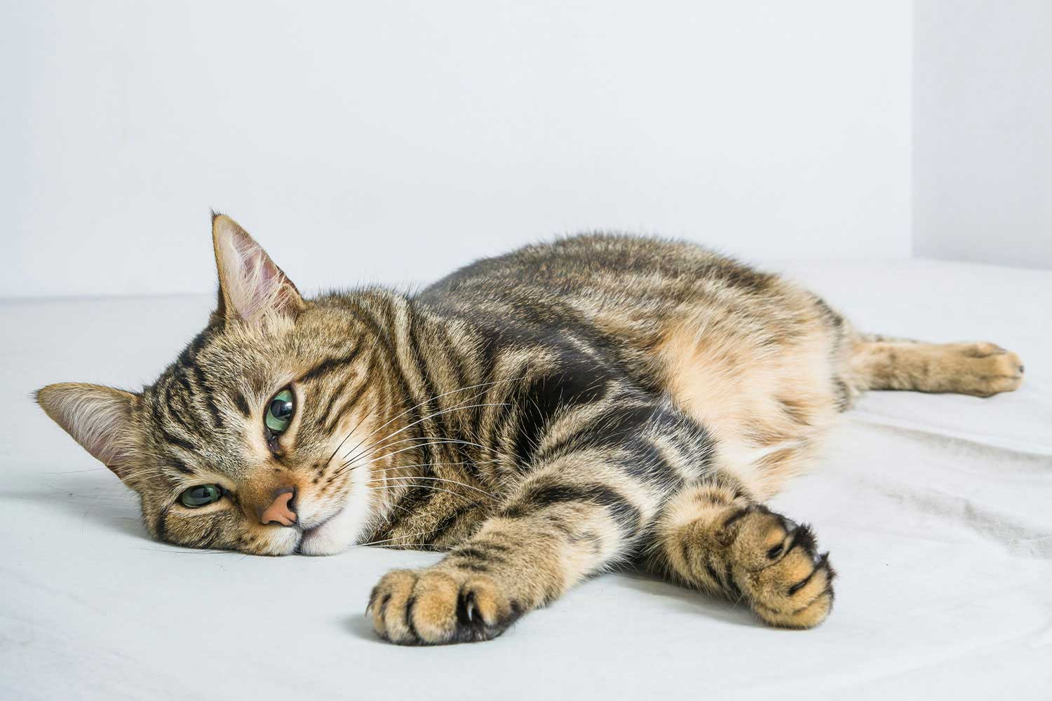 Tabby cat relaxing, white background