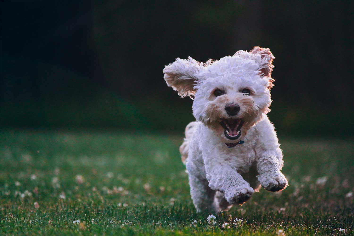 dog laying in grass