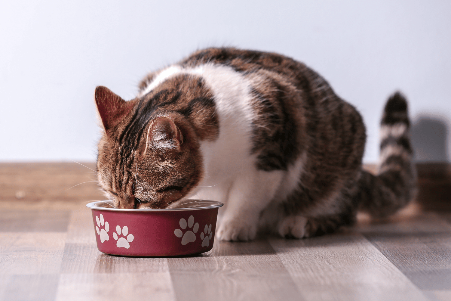 cat eating from a small red bowl